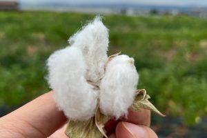 今年の初コットンボール