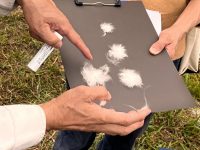 綿の観察会(天理)