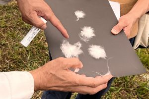 綿の観察会(天理)