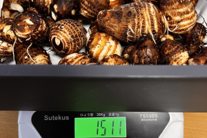 試し掘り(里芋、ショウガ)